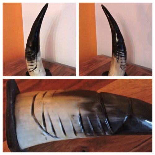 Corno bue africano originale - corno,